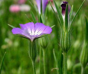 roslina zielna kwitnaca kakol polny rosnaca na skwerze w miescie bialystik na podlasiu w polsce