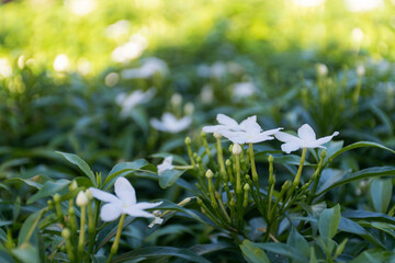 The gardenia is a white bush with dark green leaves.