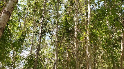 Fototapeta premium Thick trees with a squirrel in the branches