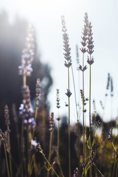 lavender against the sky, macro photography