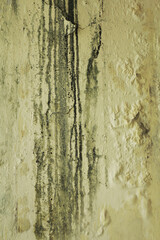 Obraz premium Mold buildup on the wall texture