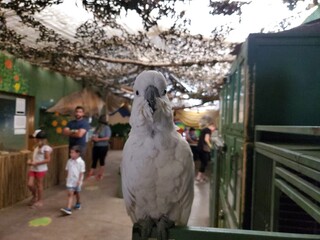 White cockatoo bird