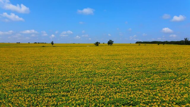 Descending smoothly to a colorful field of sunflowers while flying forward, near Dobrich, Bulgaria
