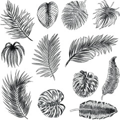 palm leaves set black and white sketch vector illustration