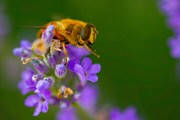 the bee collects pollen on the lavender flower