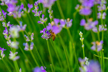 the bee collects pollen on the lavender flower