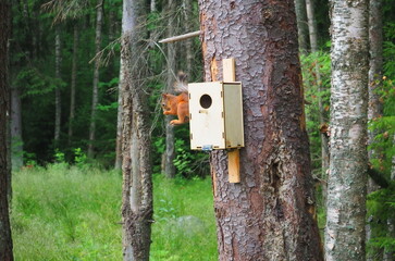 Squirrel feeds in the forest