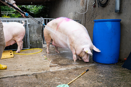 Schweinehaltung - waschen der Sauen  vor dem Umtrieb zur Abferkelung.