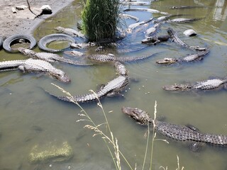 Congregation of alligators