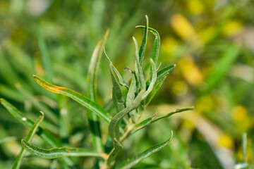 Sea-buckthorn in the middle of summer at an altitude of 1800 meters