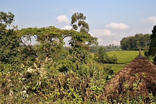 Tea plantation near Bonga city. Etiopia.Africa.
