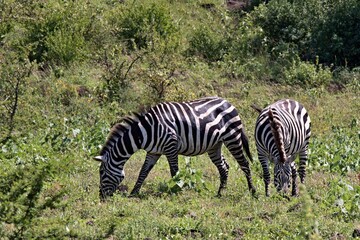 Fototapeta na wymiar Plain Zebra / Equus quagga / in Nechisar National Park. South Ethiopia. Africa.