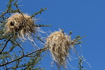 African masked weaver / Ploceus velatus / builds nests. Ethiopia. Africa.