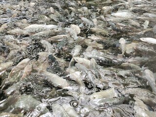 Tilapia fish swimming in a fish farm