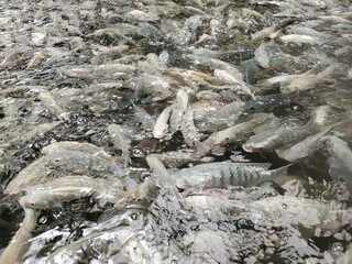 Tilapia fish swimming in a fish farm