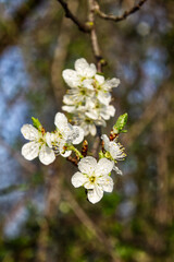 Obraz premium Teilstück