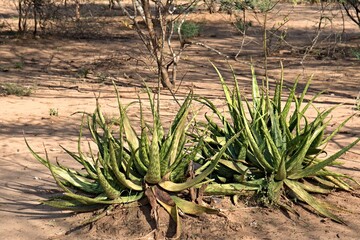 Aloe vera is a succulent plant species of the genus Aloe. Ethiopia. Africa.