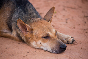 portrait of a dog