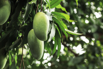 Green mango fruit hanging on tree