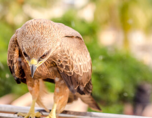 red tailed hawk