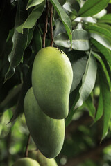 Green mango fruit hanging on tree