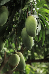Green mango fruit hanging on tree