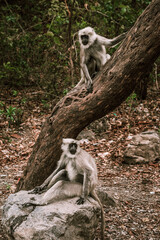 big gray monkeys with long tails are sitting on a tree 1