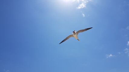 Vacations