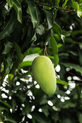 Green mango fruit hanging on tree