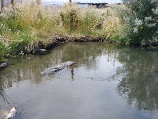 Large alligator swimming in the water