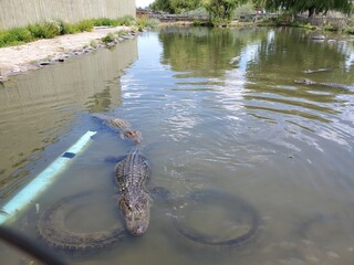 Hungry alligators in a small pond