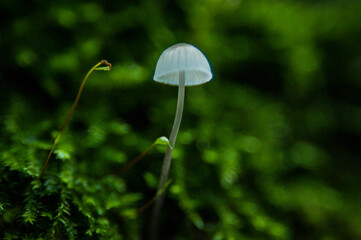 Piccolo fungo funghetto macro