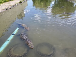 Hungry alligators in a small pond