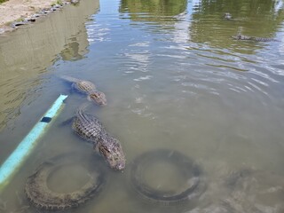 Hungry alligators in a small pond