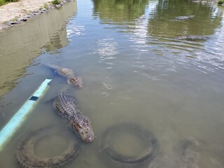 Hungry alligators in a small pond