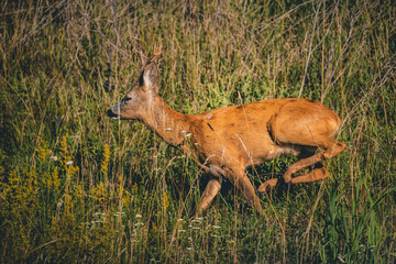 A young deer runs through the grass