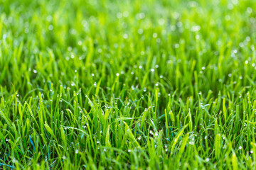 Beauty backgrounds with foliage, green grass, dew drops and bokeh