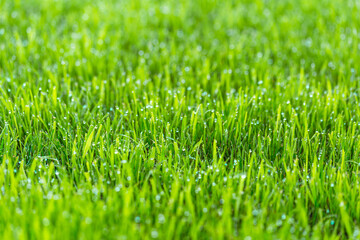 Beauty backgrounds with foliage, green grass, dew drops and bokeh