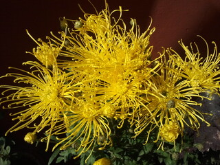 Yellow Flower