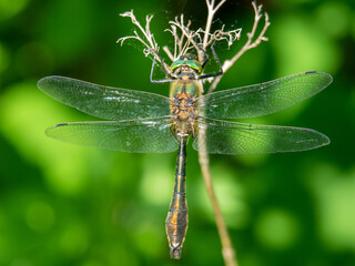 Dragonfly on a dry branch. Large insect.