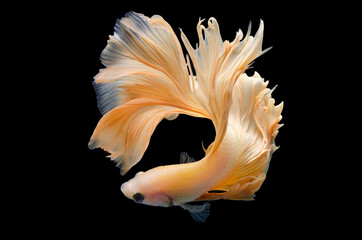 Rhythmic of Betta fish, siamese fighting fish betta splendens (Halfmoon  betta ),isolated on black background.
