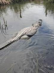 Large alligator swimming in the water