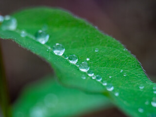 Drops on a long leaf. A row of drops.