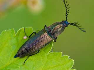 A beetle with a mustache. An insect on a leaf. Macrophotography of nature.