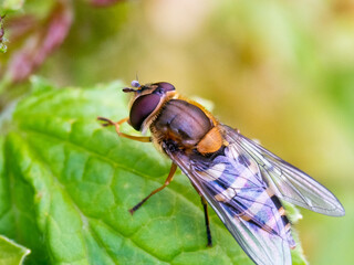 A striped fly on a leaf.