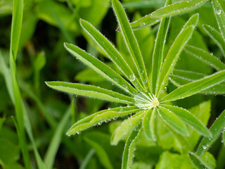 Drops on a leaf. Summer photography.