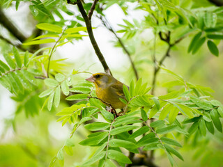 Forest Canary. Green bird. Mountain ash branches.