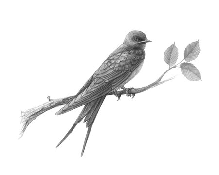 Hand drawn barn swallow perching on an elm branch pencil illustration isolated on white with clipping path