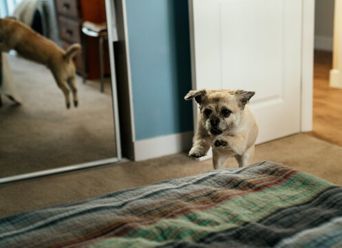 Dog Jumping On Bed At Home