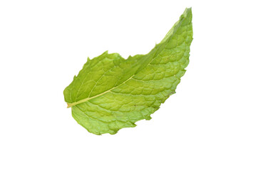 Obraz premium one mint leaf